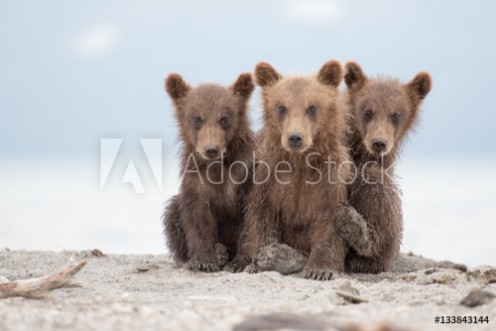 Bild på Portrait of an adorable little bears